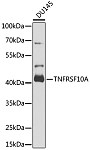 Western blot - TNFRSF10A Rabbit pAb (A6267)
