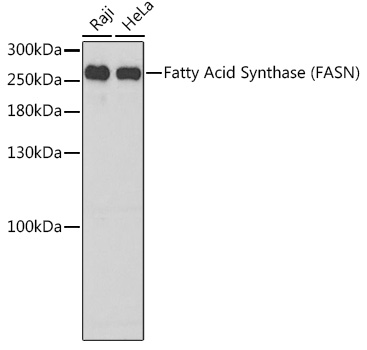 Fatty Acid Synthase (FASN) Rabbit pAb