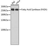 Western blot - Fatty Acid Synthase (FASN) Rabbit pAb (A6273)