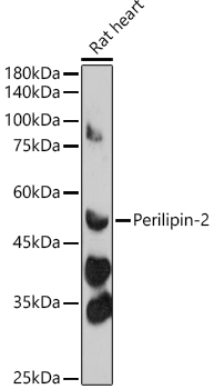 Perilipin-2 Rabbit polyclonal antibody