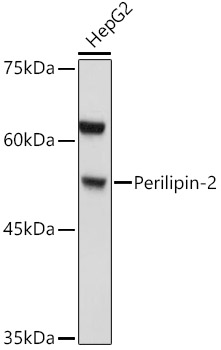 Perilipin-2 Rabbit polyclonal antibody