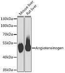 Western blot - Angiotensinogen Rabbit pAb (A6279)