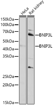 BNIP3L Rabbit polyclonal antibody