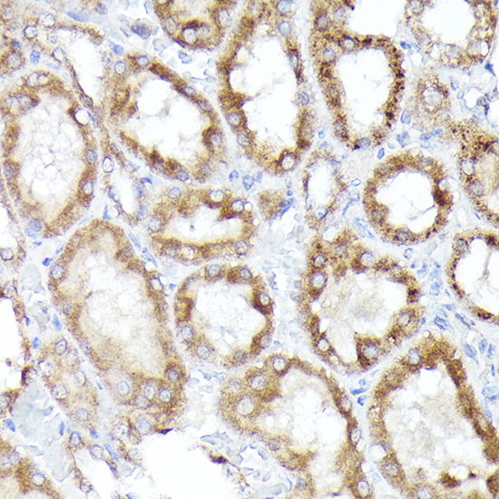 BNIP3L Rabbit polyclonal antibody
