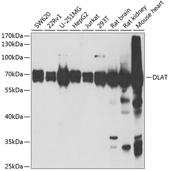 DLAT Rabbit polyclonal antibody
