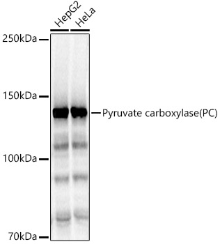 Pyruvate carboxylase (PC) Rabbit polyclonal antibody