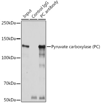 Pyruvate carboxylase (PC) Rabbit polyclonal antibody