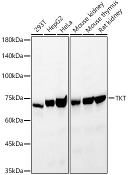 TKT Rabbit polyclonal antibody