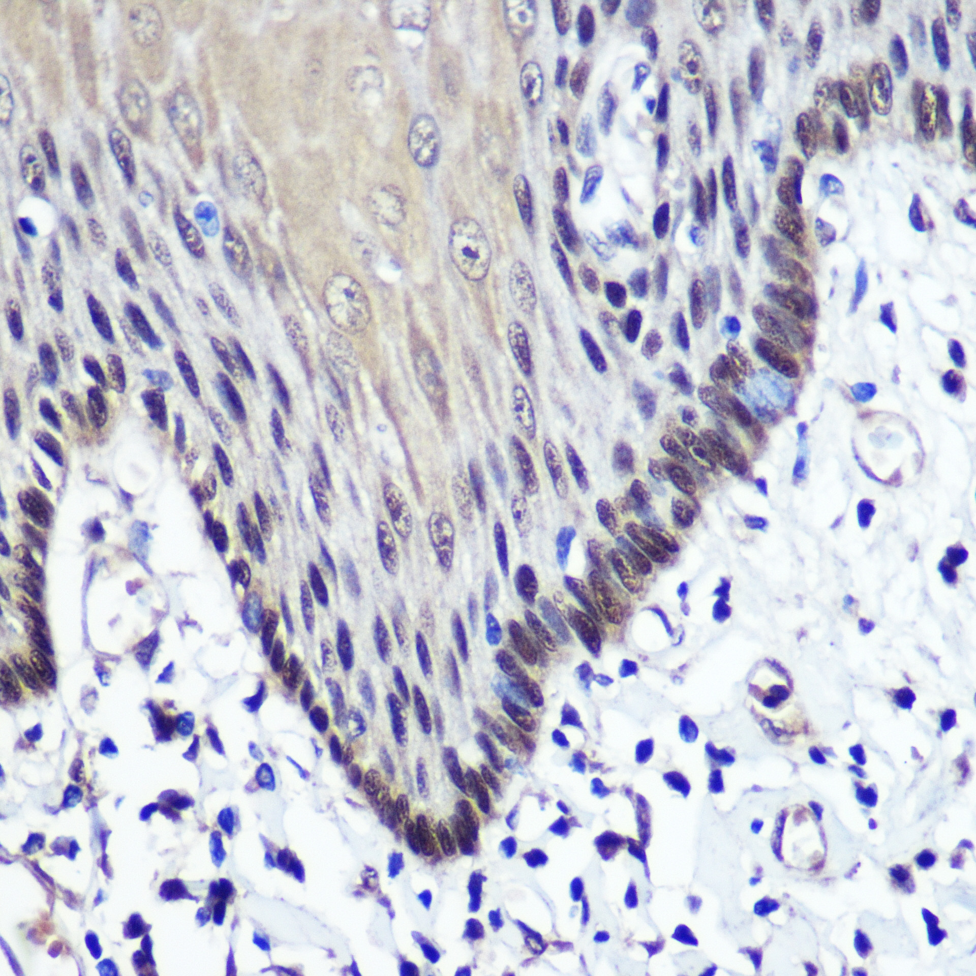 TKT Rabbit polyclonal antibody