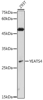 YEATS4 Rabbit polyclonal antibody