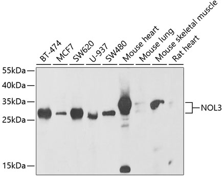NOL3 Rabbit polyclonal antibody