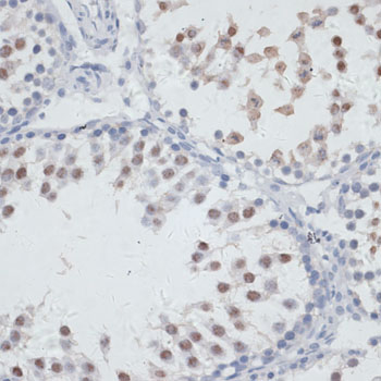 NOL3 Rabbit polyclonal antibody