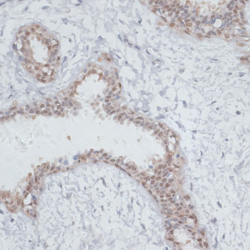NOL3 Rabbit polyclonal antibody