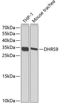 DHRS9 Rabbit polyclonal antibody