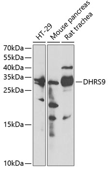 DHRS9 Rabbit polyclonal antibody