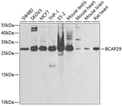 BCAP29 Rabbit polyclonal antibody