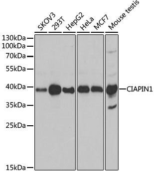 CIAPIN1 Rabbit polyclonal antibody