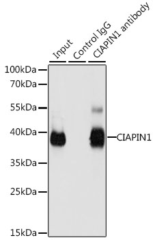 CIAPIN1 Rabbit polyclonal antibody