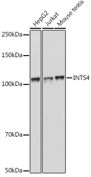 INTS4 Rabbit polyclonal antibody