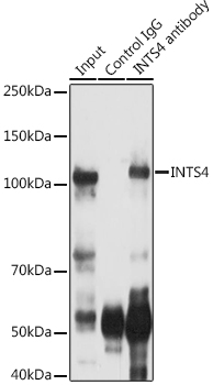 INTS4 Rabbit polyclonal antibody