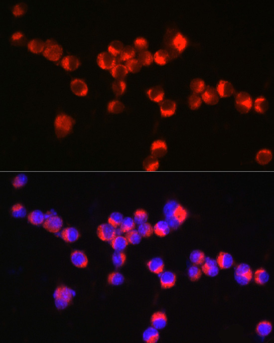 Synaptophysin Rabbit polyclonal antibody