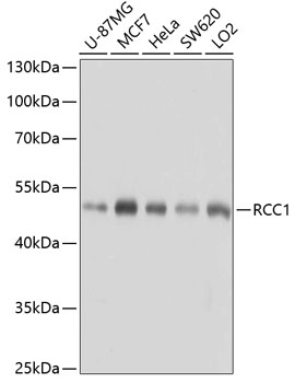 RCC1 Rabbit polyclonal antibody