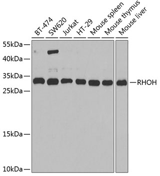 RHOH Rabbit polyclonal antibody