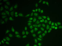Immunofluorescence - BTG1 Rabbit pAb (A6359)
