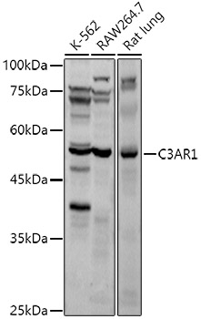 C3AR1 Rabbit polyclonal antibody