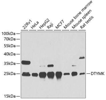 DTYMK Rabbit polyclonal antibody