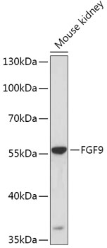 FGF9 Rabbit polyclonal antibody