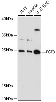 FGF9 Rabbit polyclonal antibody