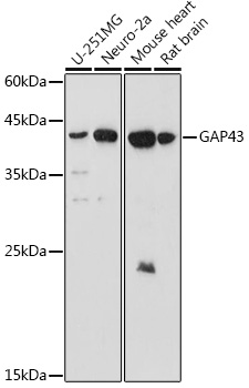 GAP43 Rabbit polyclonal antibody