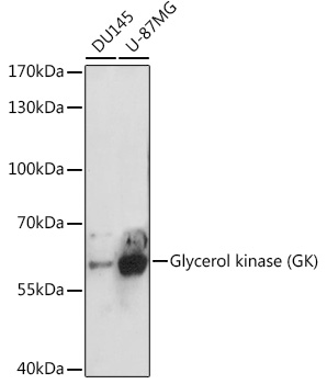 Glycerol kinase (GK) Rabbit polyclonal antibody