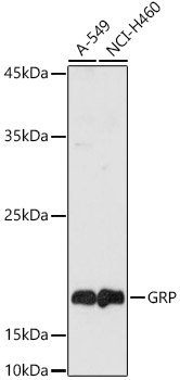 Gastrin Releasing Peptide (GRP) Rabbit polyclonal antibody