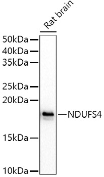 NDUFS4 Rabbit polyclonal antibody