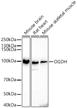 OGDH Rabbit polyclonal antibody