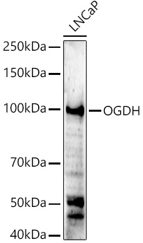 OGDH Rabbit polyclonal antibody