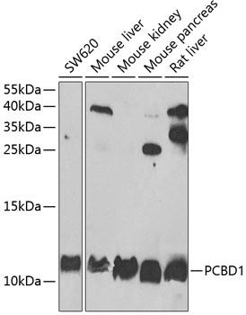 PCBD1 Rabbit polyclonal antibody