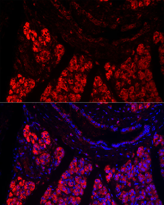 PNLIP Rabbit polyclonal antibody