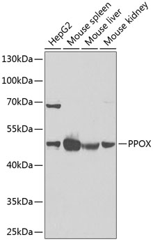 PPOX Rabbit polyclonal antibody