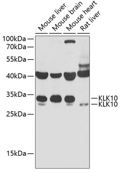 KLK10 Rabbit polyclonal antibody