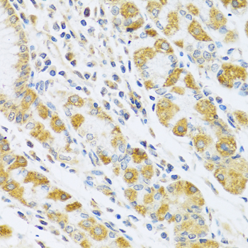 PSG1 Rabbit polyclonal antibody