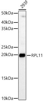 RPL11 Rabbit polyclonal antibody