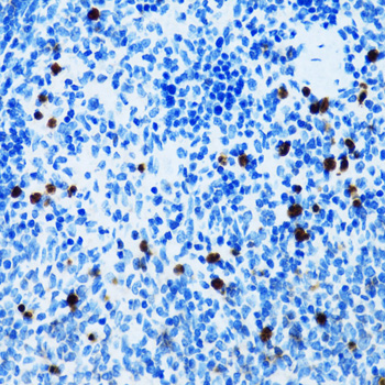SPN Rabbit polyclonal antibody