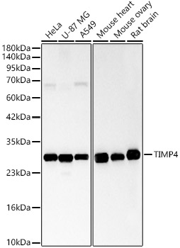 TIMP4 Rabbit polyclonal antibody