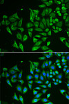 Immunofluorescence - CLEC3B/Tetranectin Rabbit pAb (A6418)