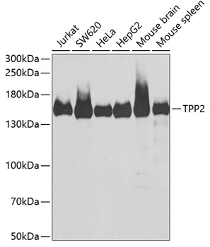 TPP2 Rabbit polyclonal antibody