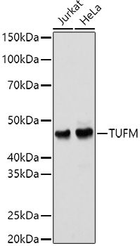 TUFM Rabbit polyclonal antibody