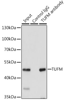 TUFM Rabbit polyclonal antibody
